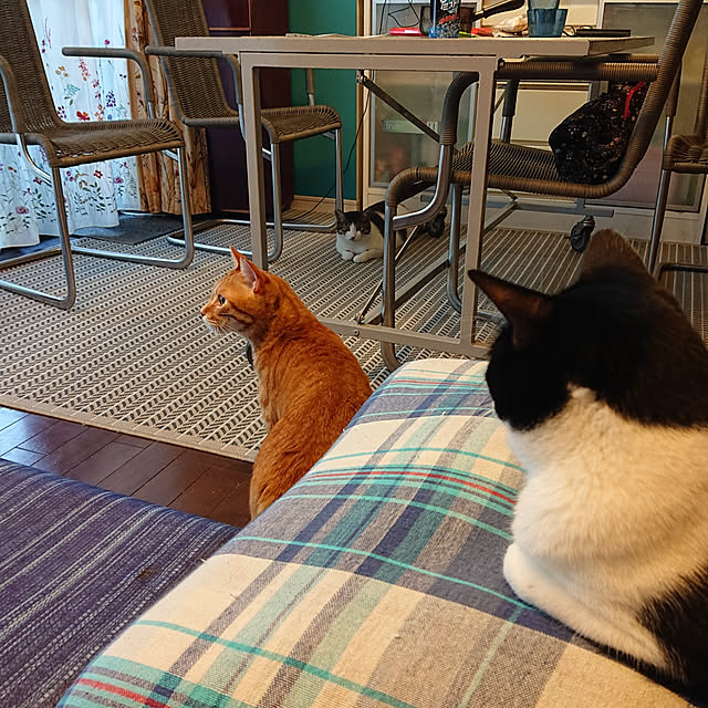 okyosan101さんの実例写真