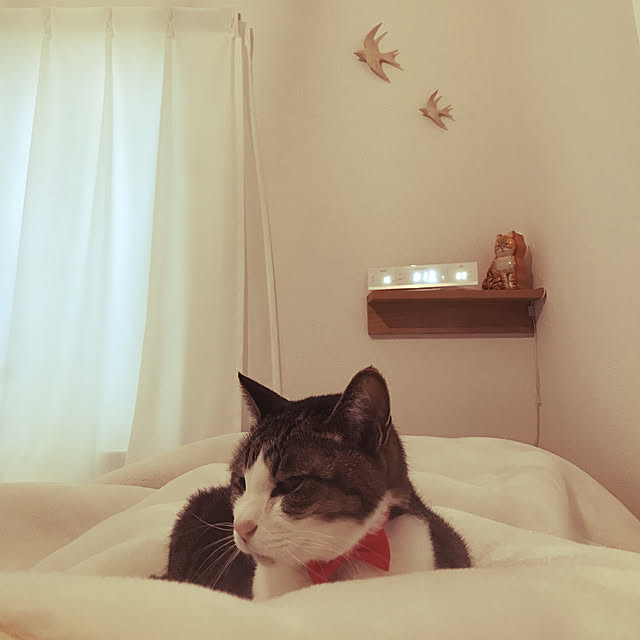 amutantanさんの実例写真