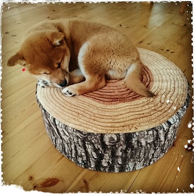 makotoさんの実例写真