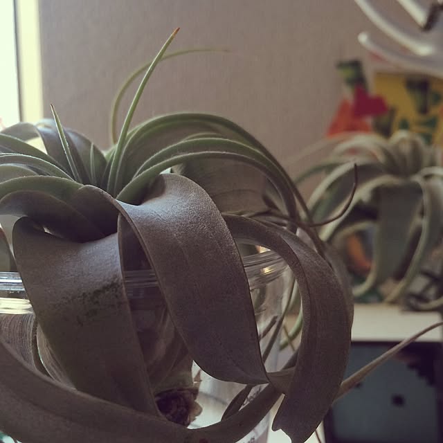 yukariさんの実例写真