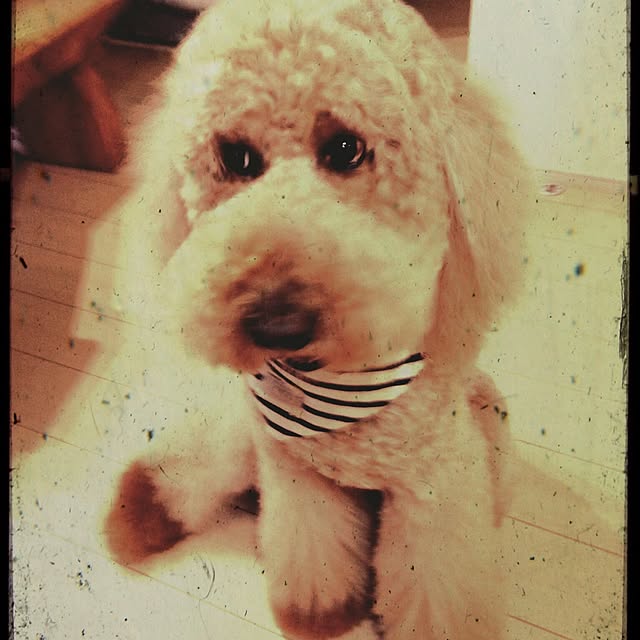 WANKOさんの実例写真