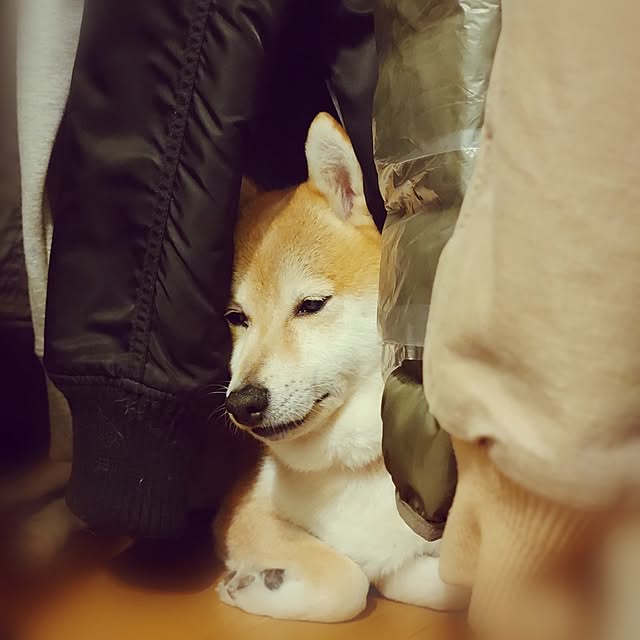 shinkoukei-hahaさんの部屋