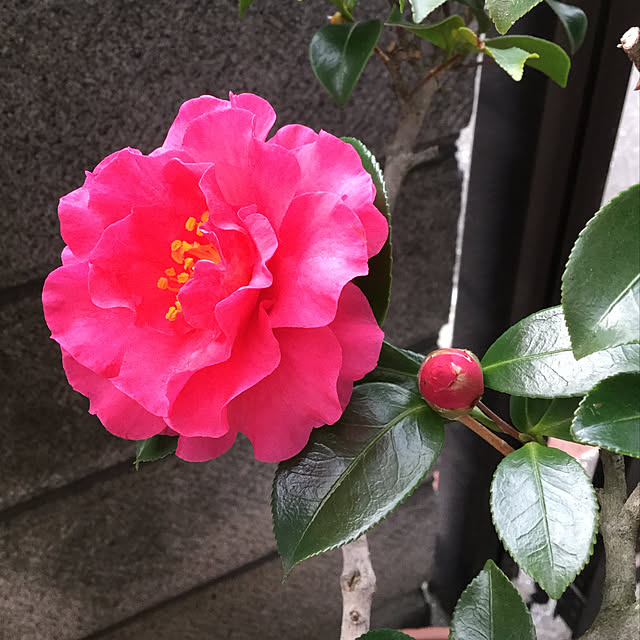 richanさんの実例写真