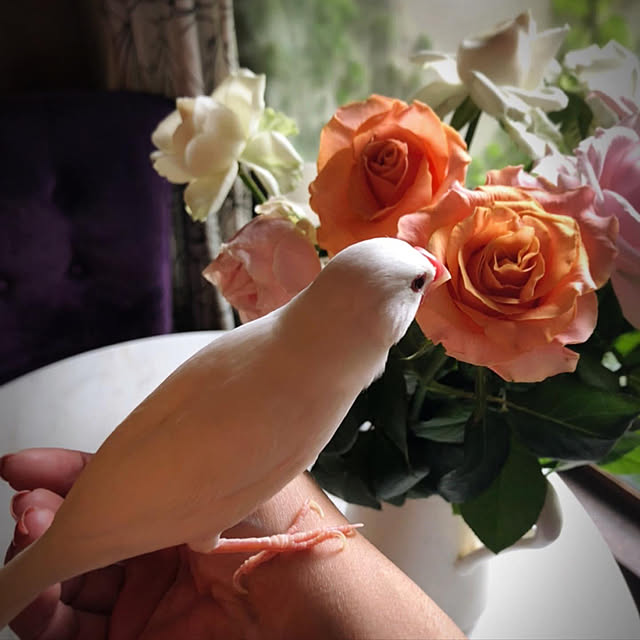 riettaさんの実例写真