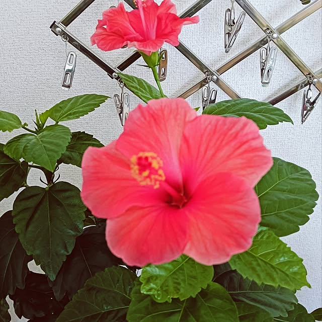 hanachanさんの実例写真