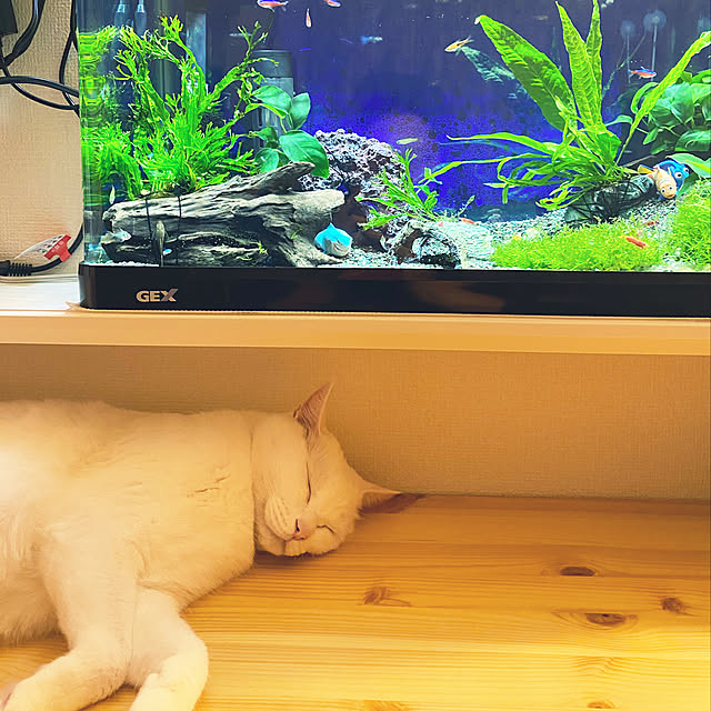 karincyuさんの実例写真