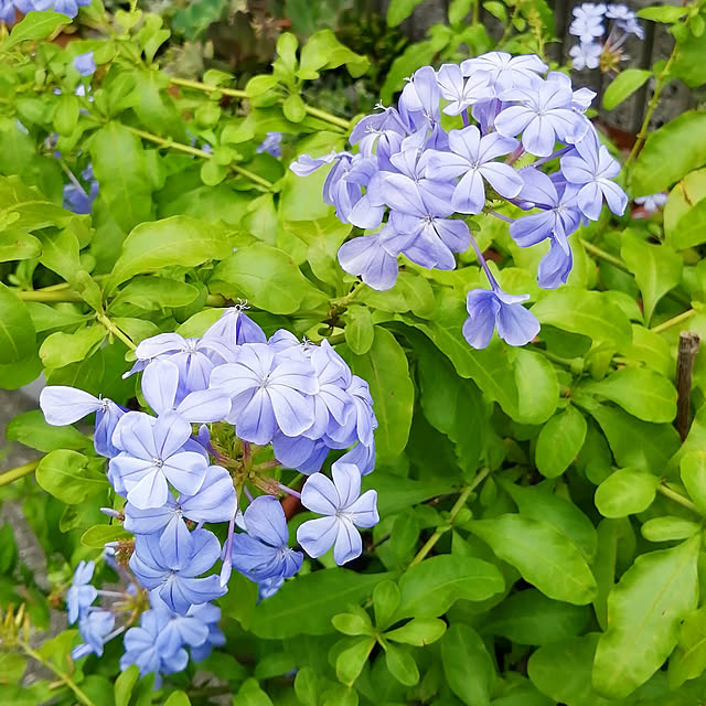 VERANDARJUNさんの実例写真
