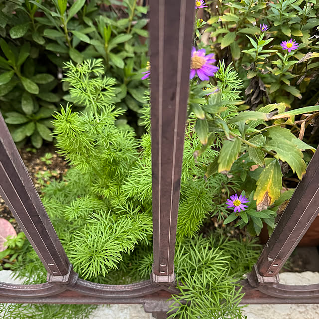 mamizaさんの部屋