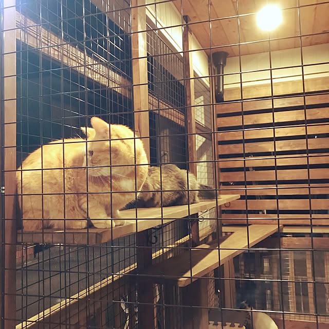 cat.mさんの実例写真
