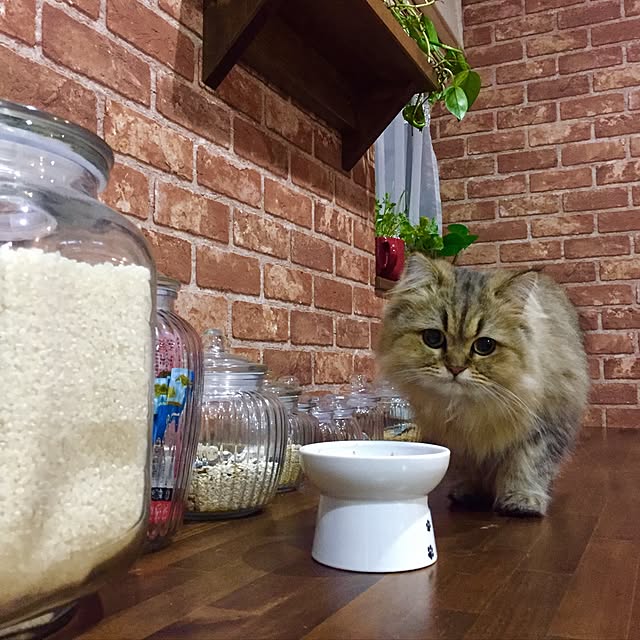 butachanさんの実例写真