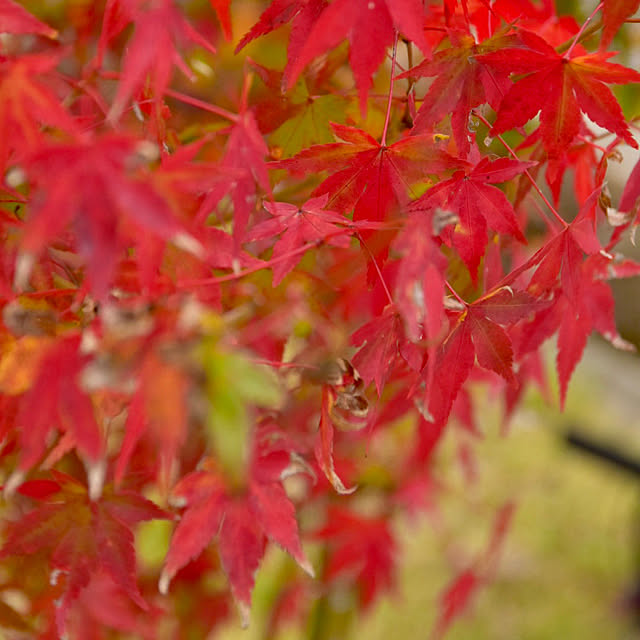 mikigumaさんの部屋