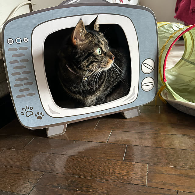 momocchiさんの部屋