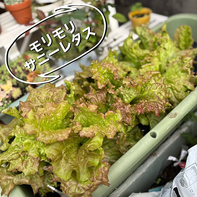 Ururuさんの実例写真