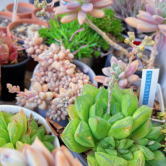 machikoooさんの実例写真