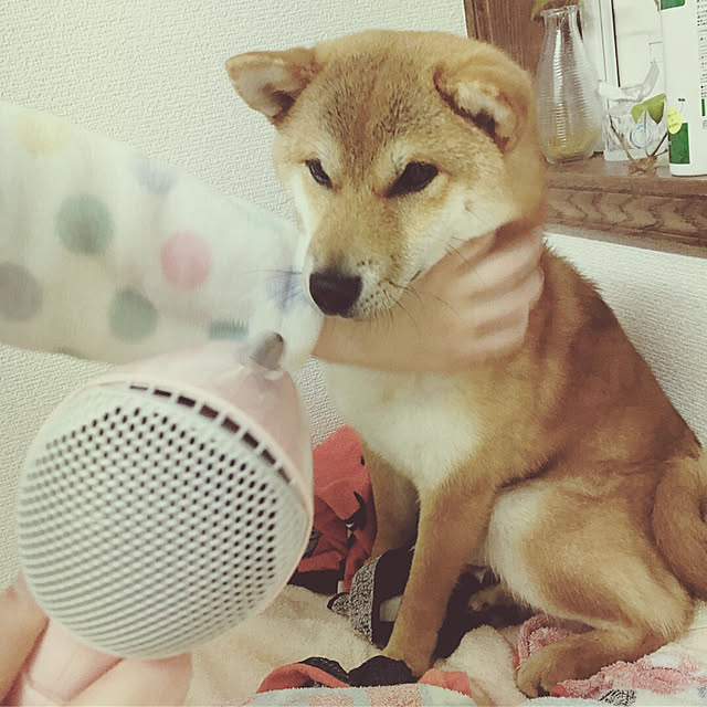 tanyuumoさんの実例写真