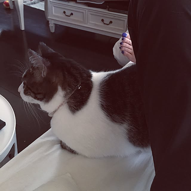 Shihoさんの実例写真