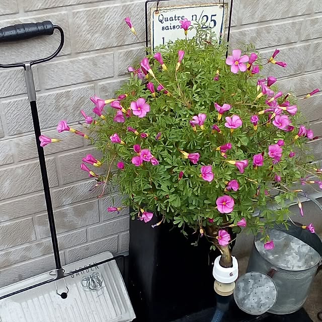 mariagardenさんの実例写真