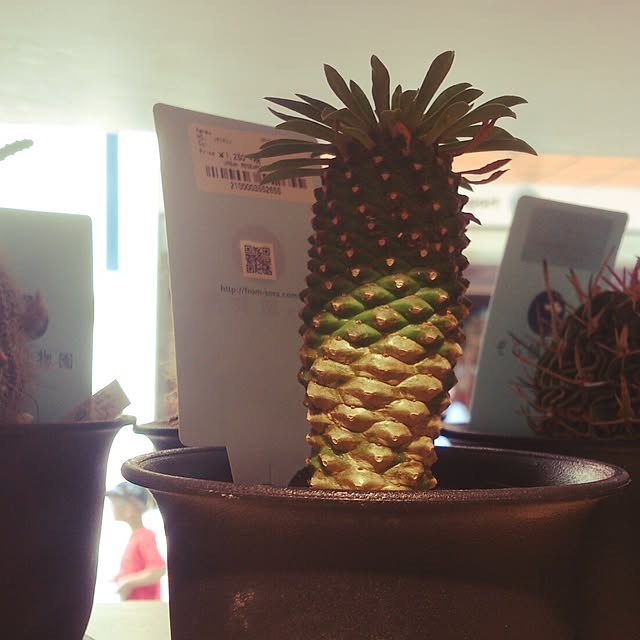 usukoさんの実例写真