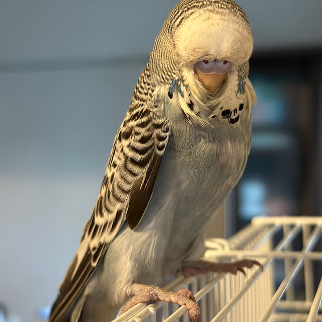 TIARAさんの実例写真