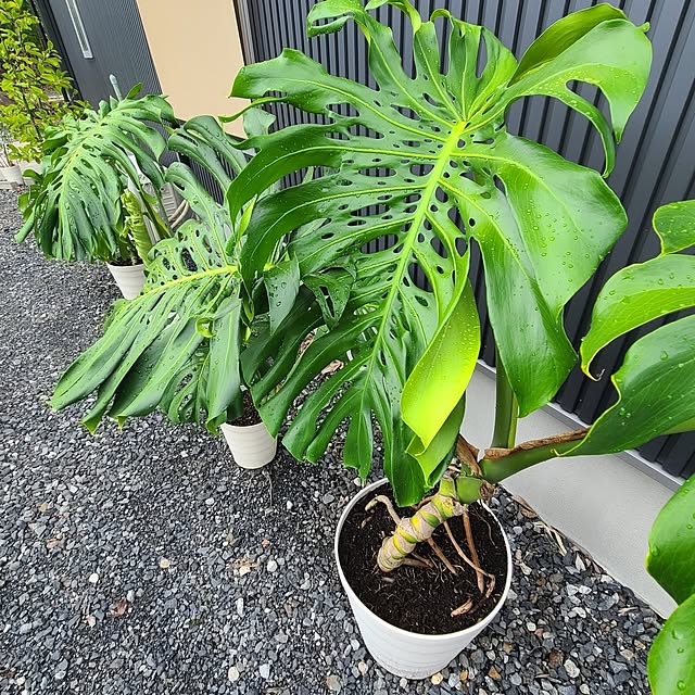 Rubiconさんの部屋