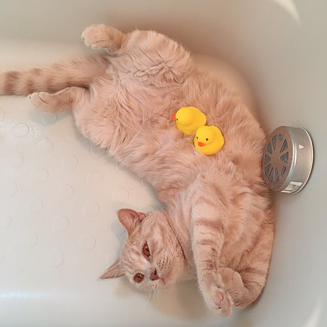 toyoさんの実例写真