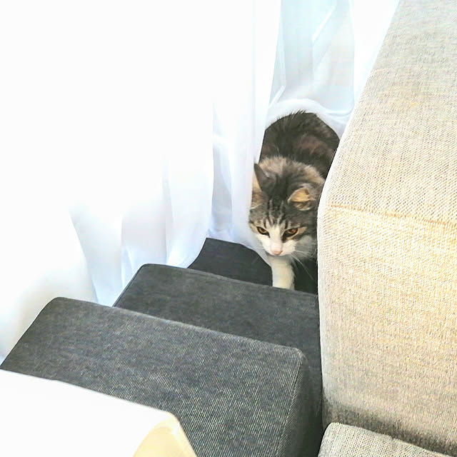 ponさんの実例写真