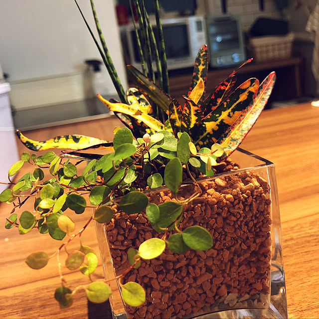 キッチン/グリーンインテリア/ワイヤープランツ/みどりのある暮らし/寄せ植え...などのインテリア実例 - 2018-08-30 16:30:10
