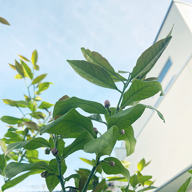 Haruさんの実例写真