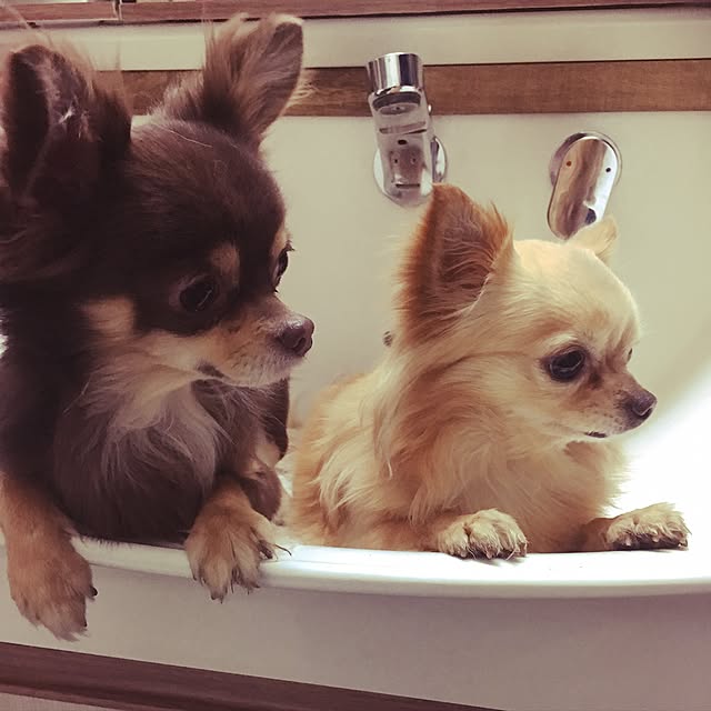 chi-koさんの実例写真