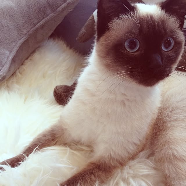 Nyaさんの実例写真