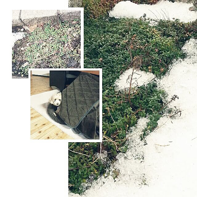 makaronさんの実例写真