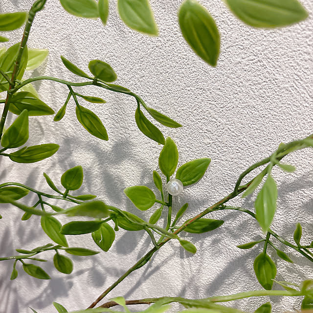 tomatoさんの部屋