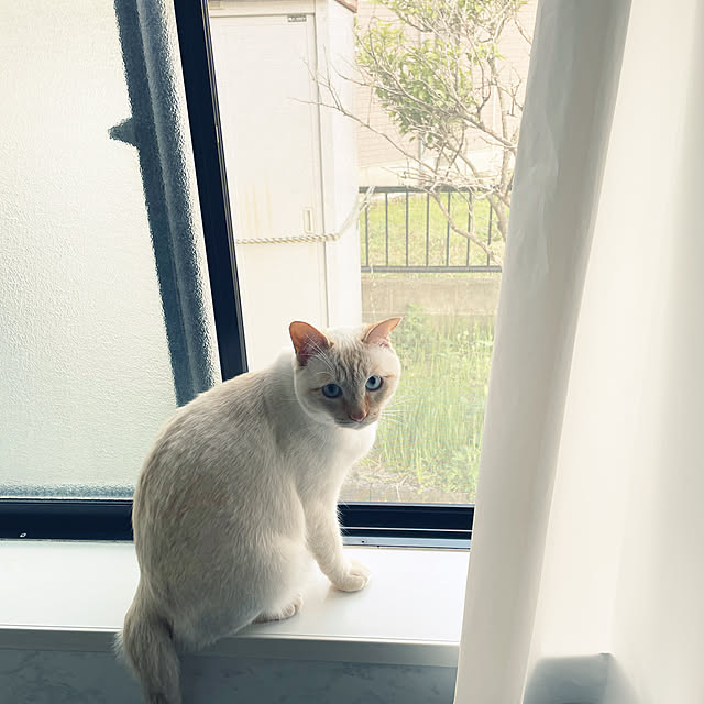 himetanさんの実例写真
