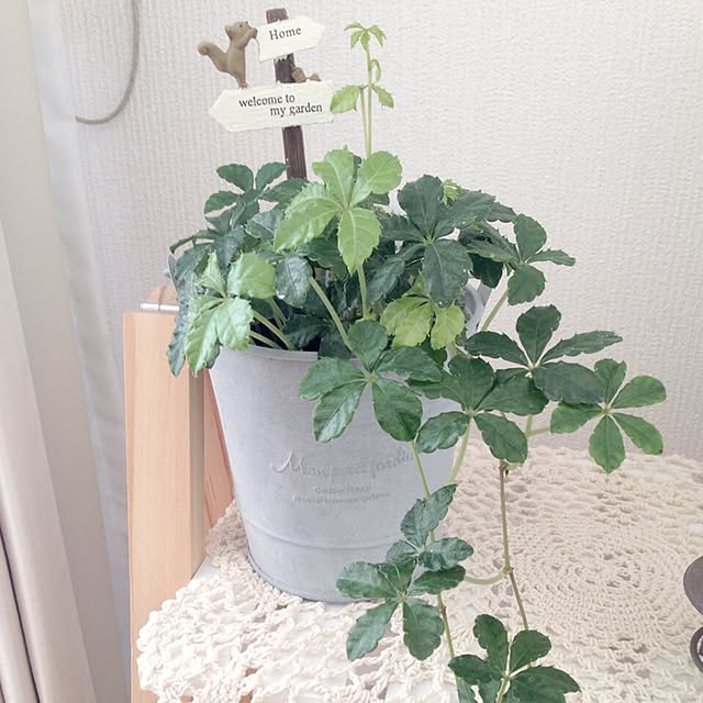 kanodeさんの実例写真