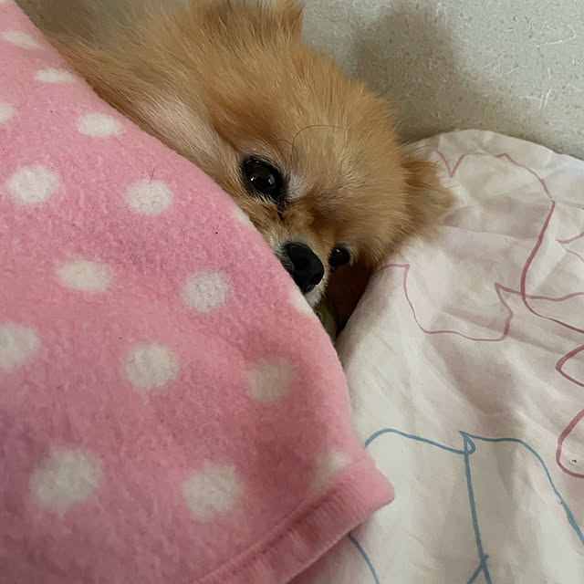 gankoさんの実例写真