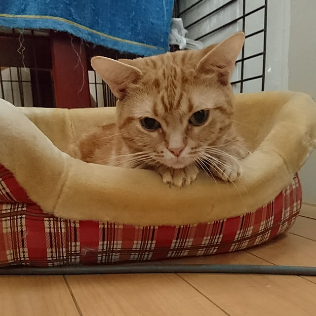 shinobuさんの実例写真