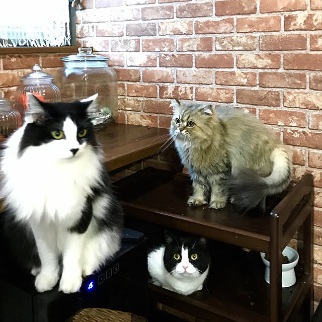 butachanさんの実例写真