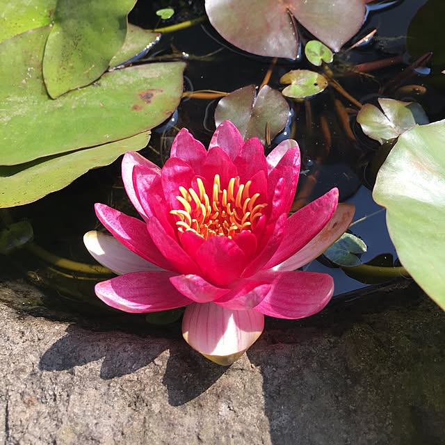pitaさんの実例写真