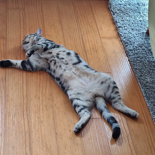 実例写真