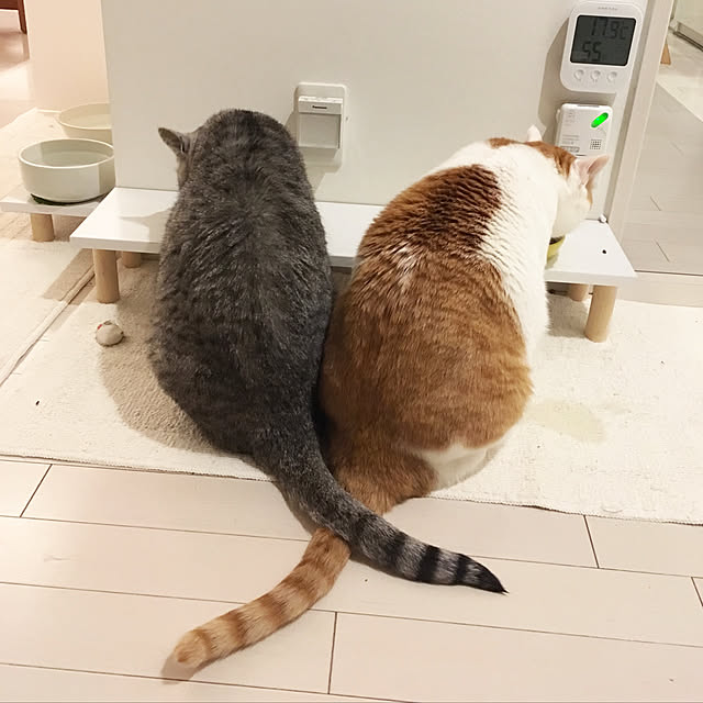 bikkeさんの実例写真