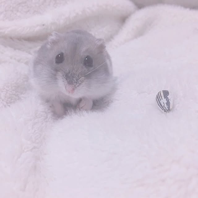 Saraさんの実例写真