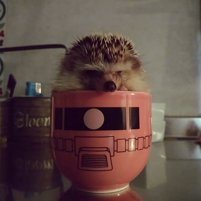 kuruさんの実例写真