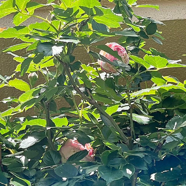 asako.10さんの部屋