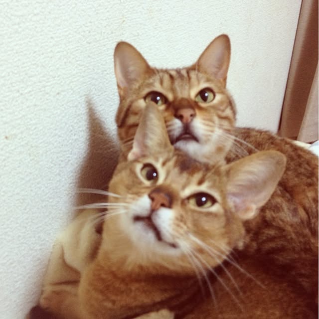 umeoさんの実例写真