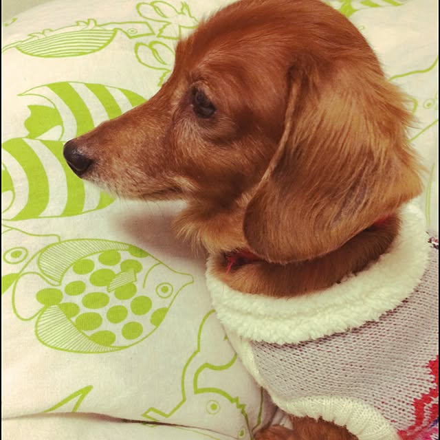 Youkoさんの実例写真