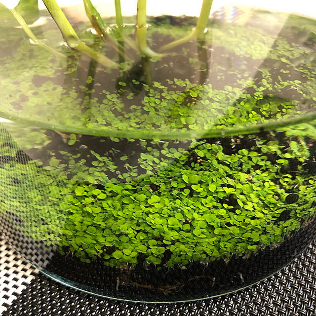 観葉植物/テラリウム/アクアリウム　テラリウム/プランツシード育て中/机のインテリア実例 - 2020-03-09 06:40:02