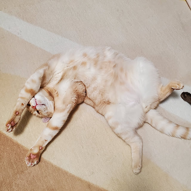 makoさんの実例写真