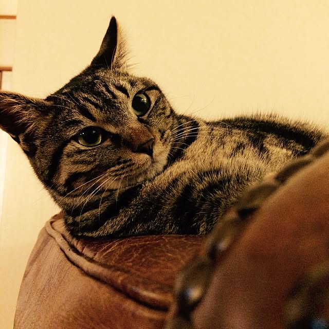maruさんの実例写真