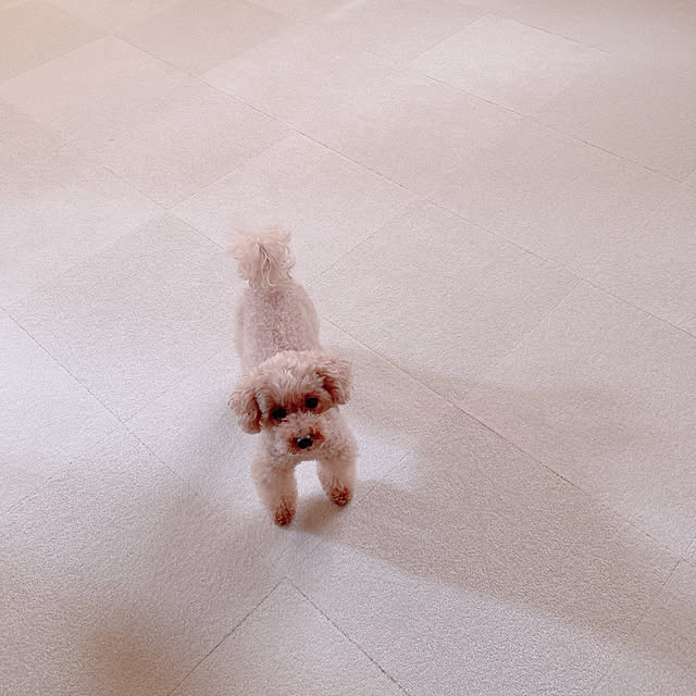 Momoさんの部屋