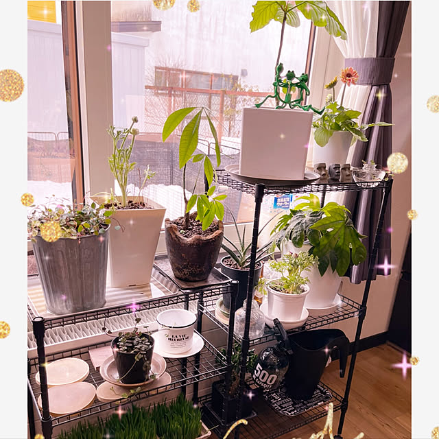 モノトーン/観葉植物/100均/ダイソー/リビングのインテリア実例 - 2021-02-19 11:33:42